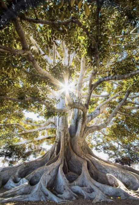 Arbre double avec racines éclairé par le soleil, symbole de la lumière de nos ancêtres