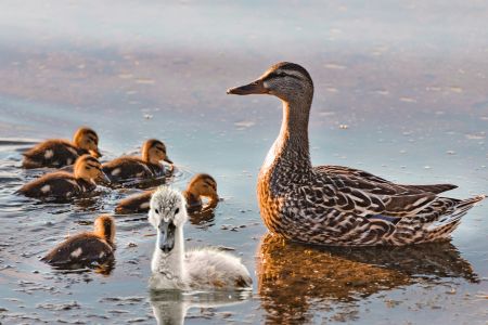 Le vilain petit canard avec sa maman et sa fratrie