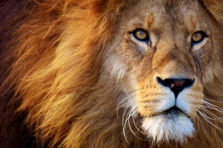 Lion vu de face pour évoquer la puissance de l'incarnation